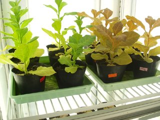 Plant cultivation 2